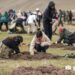 Нийслэлд хагас жилд 749 мянган мод тарьж, 199.7 га талбайг нөхөн сэргээжээ